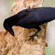 Illustration for article titled The Mysterious Tool-Making Culture Shared by Crows and Humans